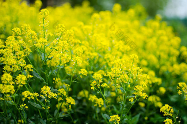 黄 coleseed 花生长新鲜