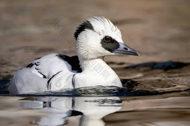 水鸟鸭在清澈的湖水里游来游去，波浪在它的周围荡漾，有羽毛的动物鸟.