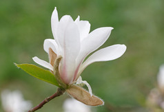 白玉兰树开花