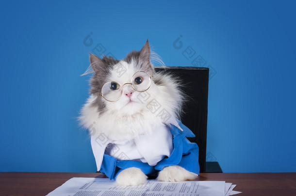 猫在一套西装，坐在办公室<strong>经理</strong>