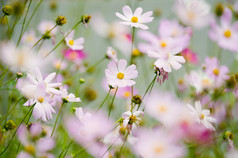 波斯菊花海