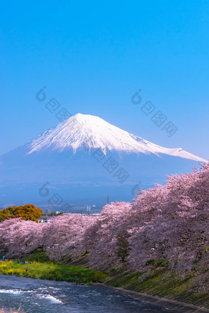 富士山 (富士山) 与盛开美丽的粉红色樱花 (樱花) 在春天的阳光明媚的日子与蓝天自然背景