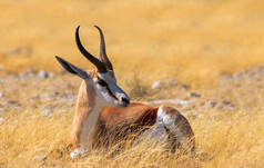野生非洲动物。黄草中的小羚羊（中等大小的羚羊） 。埃托沙国家公园纳米比亚 