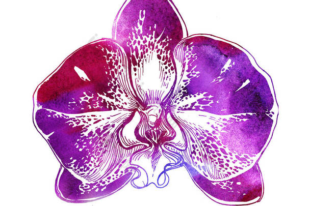 胡蝶蘭图片 胡蝶蘭素材 包图网