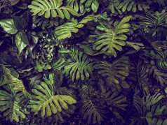 龟背竹绿色树叶纹理背景-顶视图