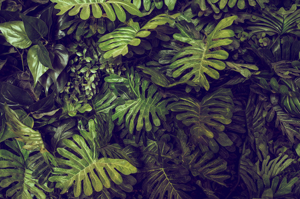 龟背竹绿色树叶纹理背景-顶视图