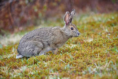 加拿大新斯科舍省樱桃山的雪鞋兔(Lepus americanus)在森林边的矮小草地上觅食