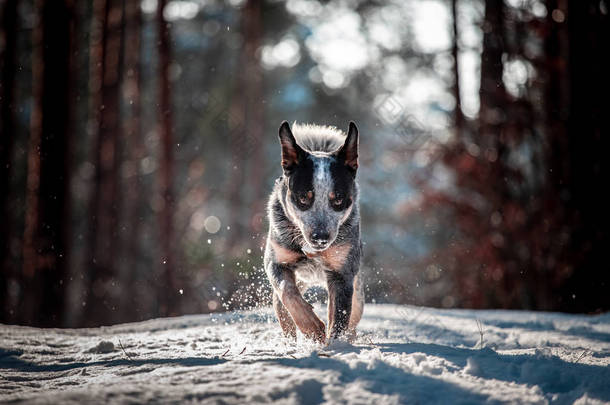 跑澳大利亚牛<strong>狗</strong>, 在雪地上自由地走在森林里