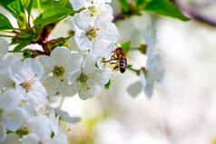 蜜蜂从樱桃的花朵中采蜜.樱桃的光泽