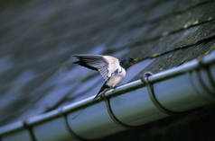 hirundo rustica Hirondelle De Cheme培训生