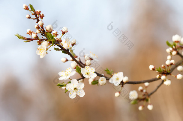 春天的花园与樱桃的分支