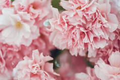 粉红色樱花花背景的全帧图像 