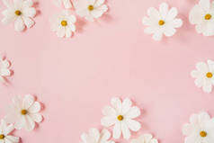 最小风格的概念。 白色菊花，菊花，背景淡粉色。 创意的生活方式，夏天，春天的概念。 复制空间、平铺、顶视图.