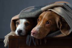 两只戴围巾的狗。新斯科舍省的鸭托林猎犬和杰克罗素泰里尔。家里的宠物