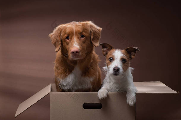 狗在一个盒子里，移动。 宠物在家里。 有趣的杰克 · 鲁塞尔犬和新斯科舍鸭托林猎犬
