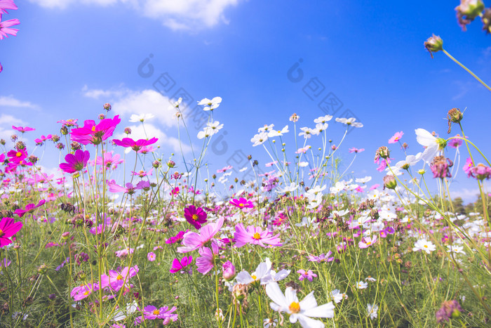 五颜六色的宇宙花在花园与天空背景在复古风格柔和的焦点.