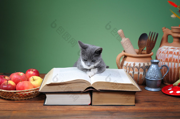摆在书上的猫