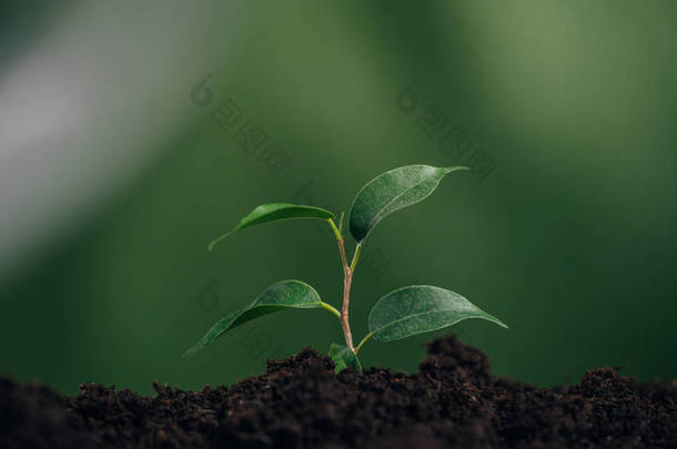 关闭年轻的绿色植物在地面上模糊的背景, 地球日的概念