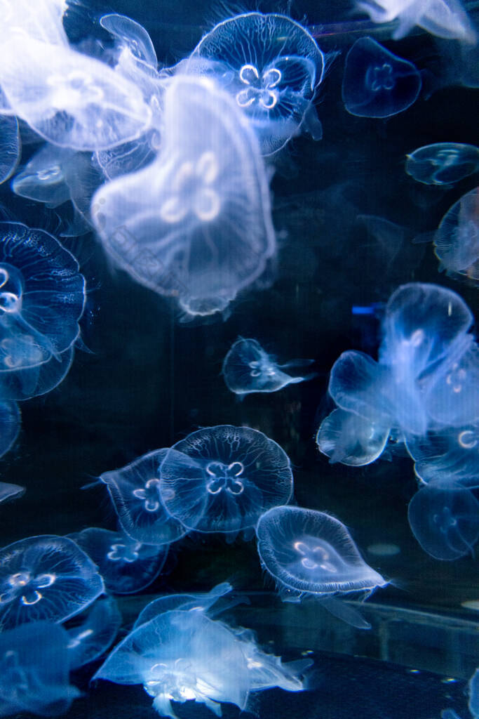 这个五彩斑斓的水族馆里有许多水母