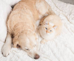 幼小的金毛猎犬和可爱的混合品种红猫在舒适舒适的格子。 动物在寒冷的冬季用白色毛毯取暖. 宠物的友谊 宠物关心的概念。 顶部视图.