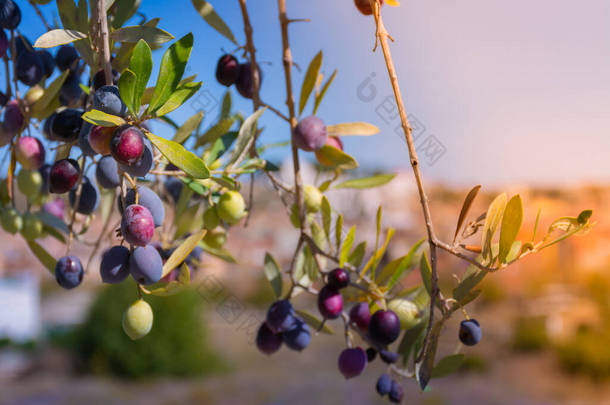 橄榄枝上的深紫色橄榄叶，田里的叶子，背景是一座城镇。有选择的重点