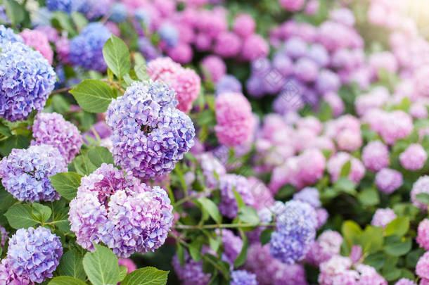 绣球花是粉红色，蓝色，丁香，紫色，紫色的灌木丛。春天和夏天，花儿在户外的街边花园盛开.