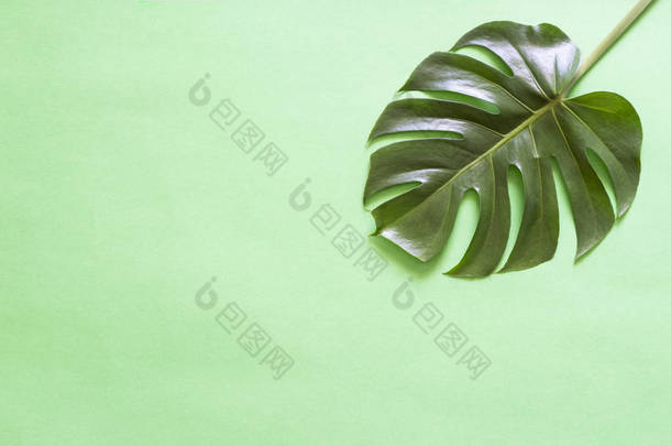 绿色龟背竹热带叶绿色背景.