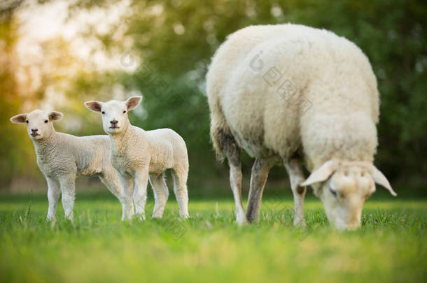 可爱的<strong>小羊</strong>羔与绵羊在新鲜的绿色草甸