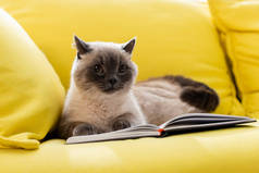 毛绒绒的猫在开着的笔记本旁边的沙发上放松