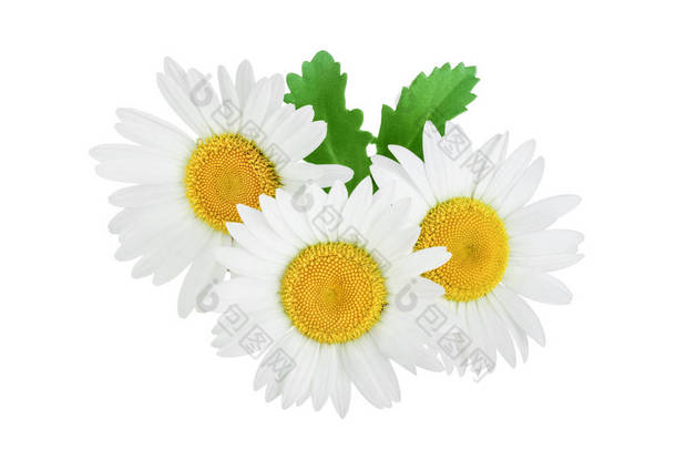 一个洋甘菊或与雏菊叶上孤立的白色背景