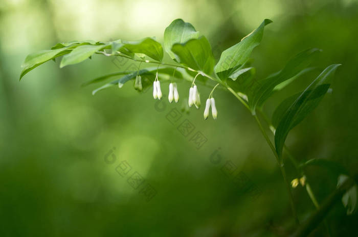 黄精竹白森林花开花, 春季野生开花植物茎绿色叶子