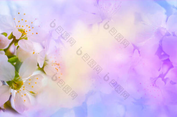 柔和的自然背景，色泽柔和，带有柔和的粉色和蓝色口音。春天里,白色的樱花盛开.明亮，精致的色彩，复制空间.