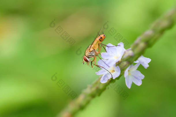 昆虫在蓝色美丽的花, 特写镜头 