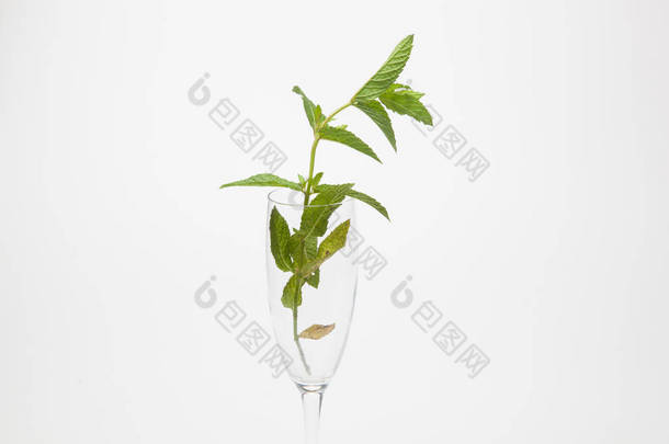 薄荷是一种非常芳香的药草，在厨房里用来重新装饰菜肴和饮料，如Mojito