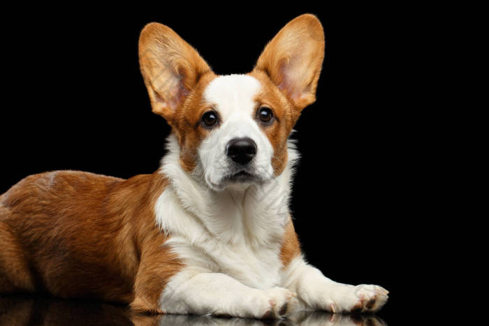 威尔士科基犬高清图片-威尔士科基犬素材-包图企业站