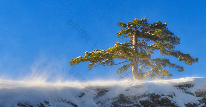 暴风雪中高地冬季景观.