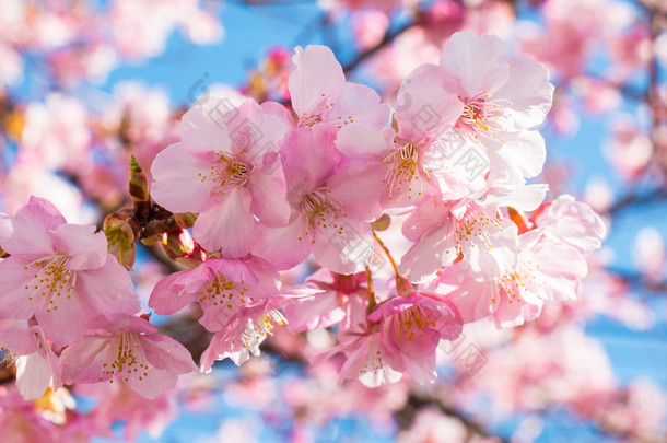 粉红色的<strong>樱花</strong>，<strong>樱花盛开</strong>，是最美丽的花