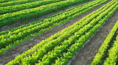 胡萝卜种植园生长在田野里.农业。有机蔬菜。蔬菜排。耕作。有选择的重点