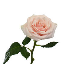 美丽的粉红色玫瑰花朵，白色背景隔离