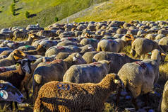 向牧场迁移过程中的羊群群.
