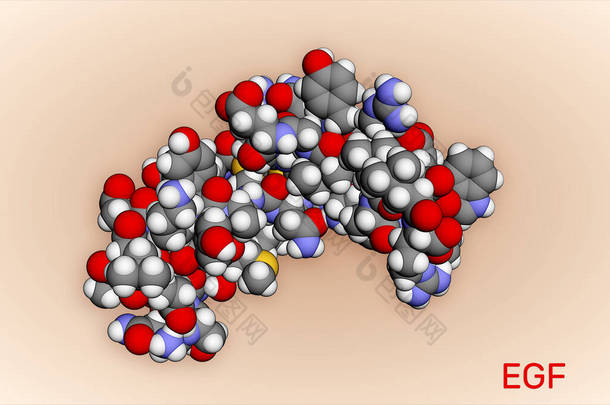 表皮生长因子EGF蛋白分子它刺激细胞生长和分化。3D渲染PDB 2KV4 。说明1