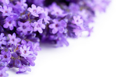 淡紫色小花