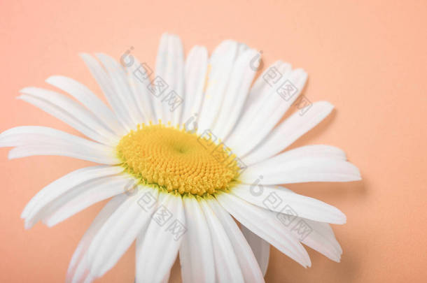 野生菊花的花朵。特写迷迭香。明信片，墙纸，天然化妆品概念