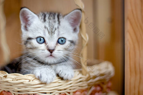 可爱的小猫坐在柳条篮里.