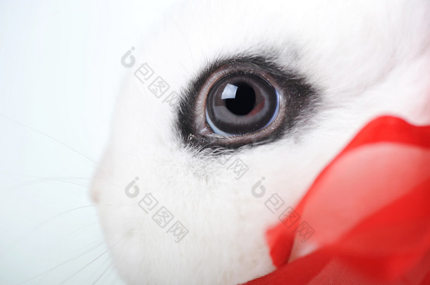 兔眼非常