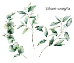 水彩种子桉树套。手绘桉树枝和叶子查出在白色背景。设计、打印、面料或背景的花卉插图.