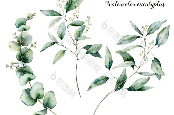 水彩种子桉树套。手绘桉树枝和叶子查出在白色背景。设计、打印、面料或背景的花卉插图.