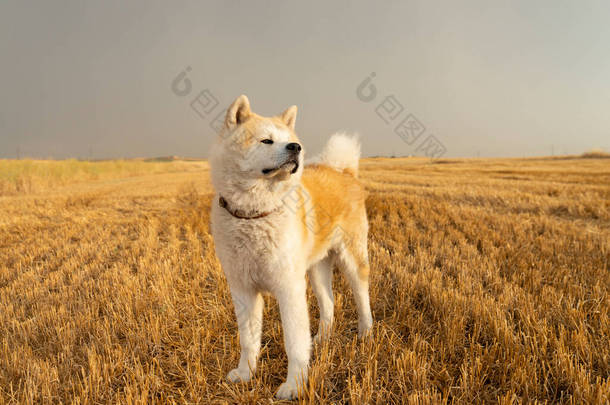 一个Akita Inu在一个新造的麦田里稻草地里的狗.