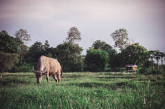 水牛在草地上，动物水牛生活在农场