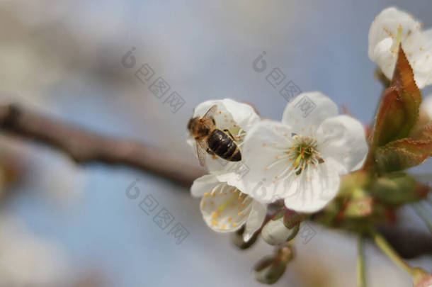 可爱的蜜蜂,有晶莹的<strong>翅膀</strong>,正在寻找最好的<strong>花</strong>朵来采集<strong>花</strong>粉.详细介绍昆虫领域最辛勤的工作者。自然怪胎的概念